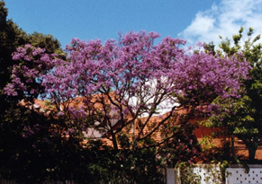 Jacaranda