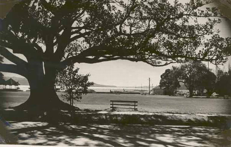 Black and white image of park bench underneath tree 