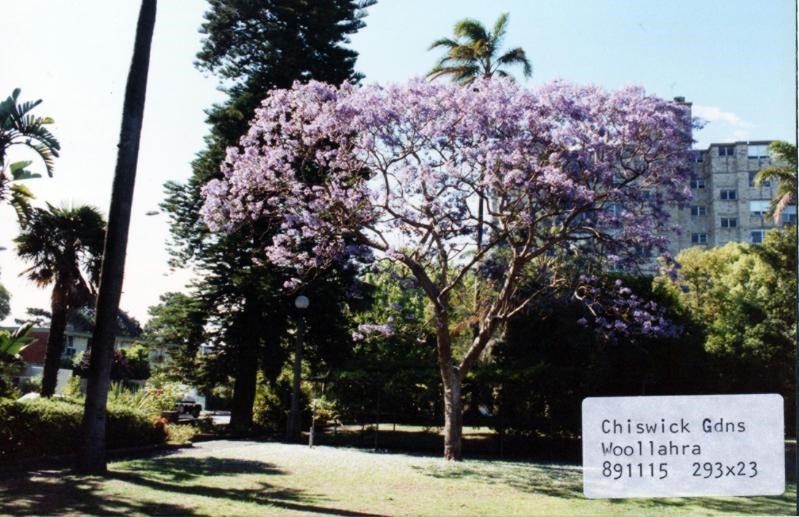 Jacarandas - pf006099.jpg