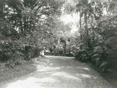 Garden and driveway of Overthorpe on New South Head Road, 1974