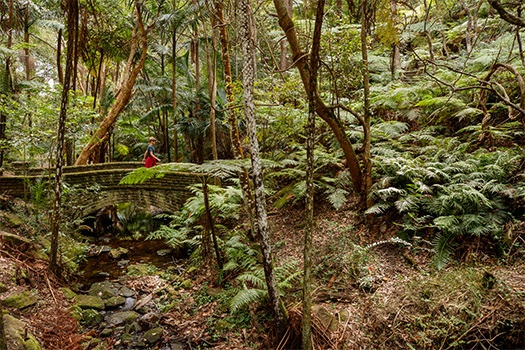 Woman walking through lush rainforest