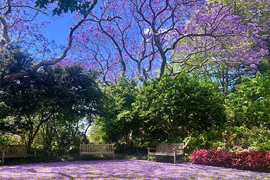 Jacarandas near St Mark's Church and Preschool in Darling Point