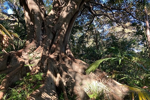 Fig tree in Trumper Park 