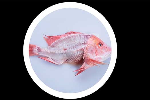 Fish skeleton