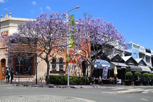 Jacarandas at Five Ways, Paddington