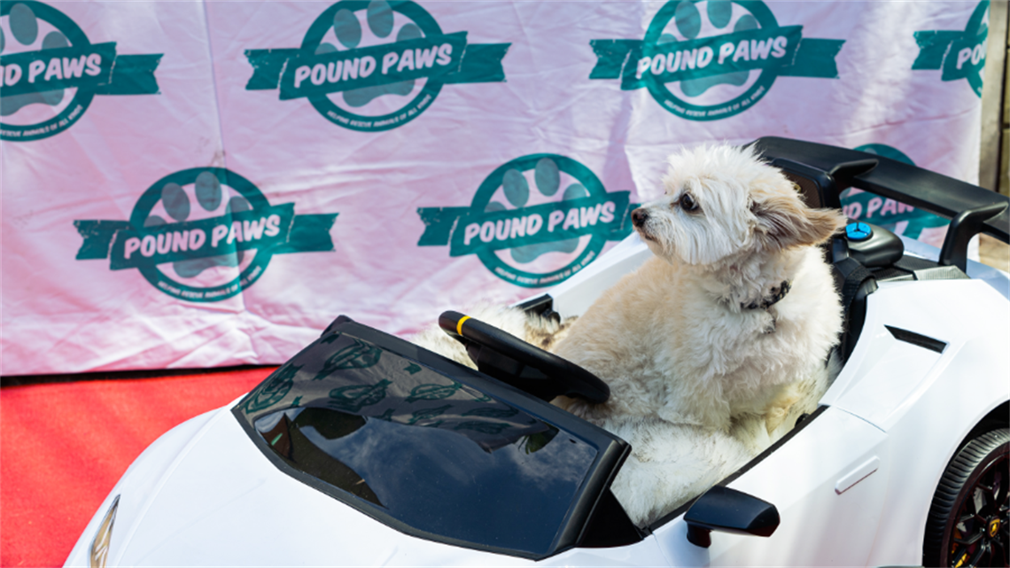 pound paws 900x506.png