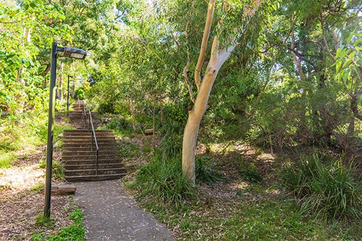 Trees in Harbourview Park