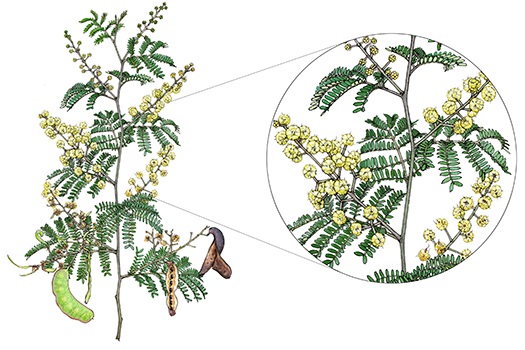 Illustration of Sunshine Wattle by Jo Bridge