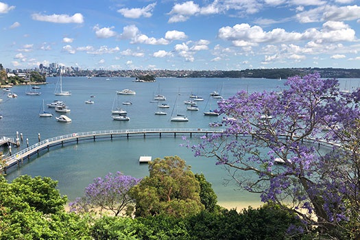 Jacarandas at Murray Rose Pool, Double Bay