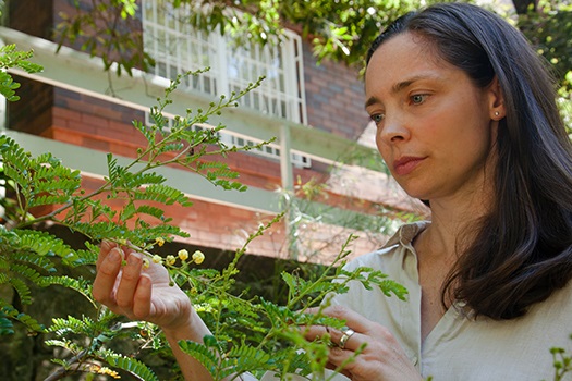 Jo Bridge with Sunshine Wattle