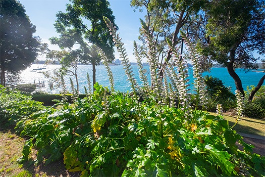 Flowers in a park with the ocean in the background