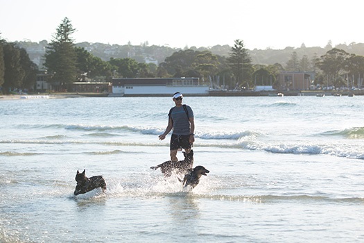 Man playing in the ocean with three dogs