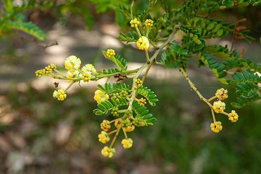 Sunshine Wattle