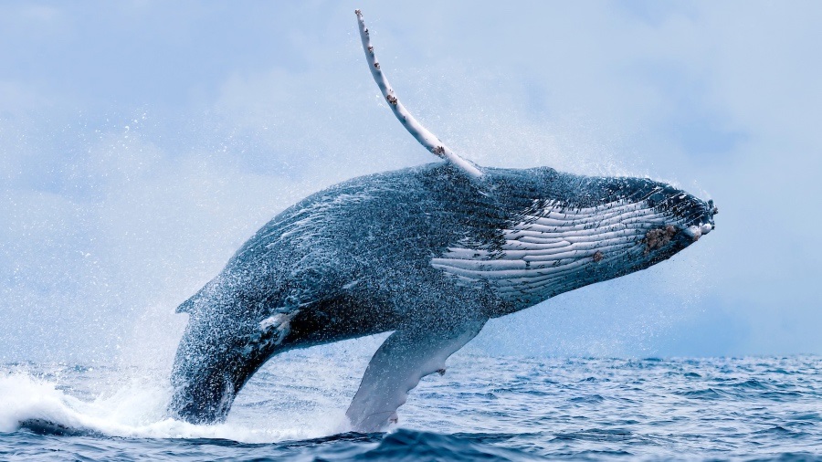 whale watching.jpg