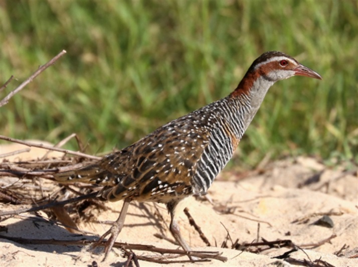 Buff-banded Rail