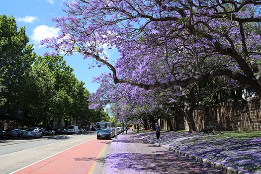 Jacarandas at Oxford St, Paddington