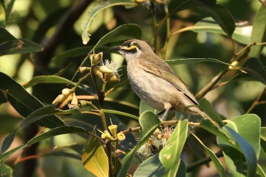 Spring bird watching